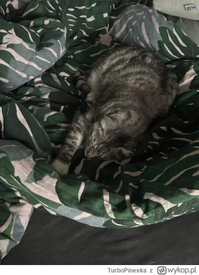 TurboPineska - #pokazkota #wifinadzis #koteczkizprzypadku #koty
Ależ piękna jest, Ada...