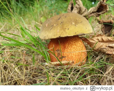 mateo_olsztyn - @dominik098: Wstawiam fotki mojego borowika ponurego z zeszłego roku,...