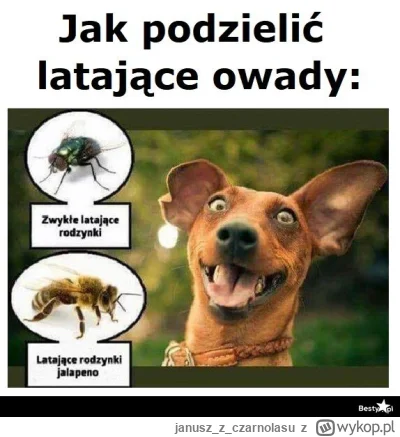 januszzczarnolasu - @FFFFUUUU: Nie dla psa kiełbasa. ( ͡° ͜ʖ ͡°)