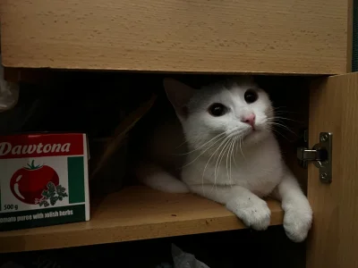 paczelok - Ten uczuć jak gotujesz rosół i szukasz przypraw i kot wchodzi do szafki #k...