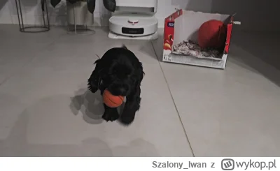 Szalony_Iwan - #pies #pokazpsa 

Czesc mam na imie Winter ( ͡° ͜ʖ ͡°) i jestem cocker...