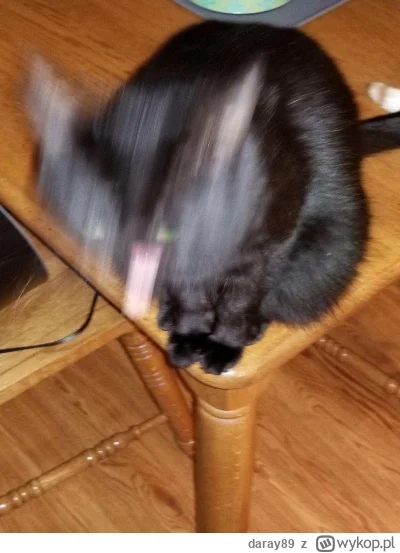 daray89 - #codziennykotopetany #dziwnekotki