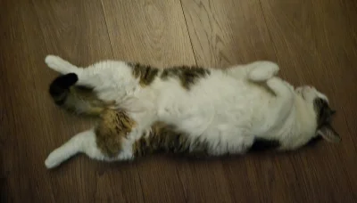 Solsith - @Owlosiaty-Dzik: RIP ( ͡° ʖ̯ ͡°)