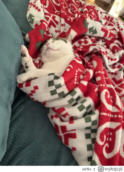 akNe - @lowcapierdow: Pyza pozdrawia (ʘ‿ʘ) jutro miną dokładnie 4 lata odkąd ze śmiet...