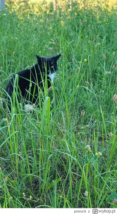 posuck - #koteczkizprzypadku takiego cwaniaka znalazłem w trawie