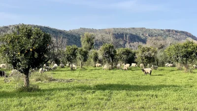 asdfghjkl - Somsiad kosiarki wypuścił na pastwisko ( ͡° ͜ʖ ͡°) #owceboners