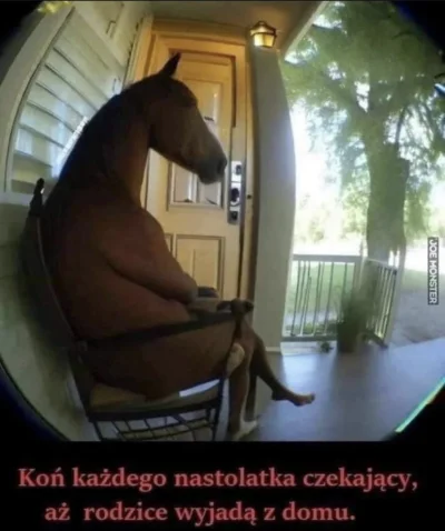 Turkotka - #memy #heheszki #humorobrazkowy #konie