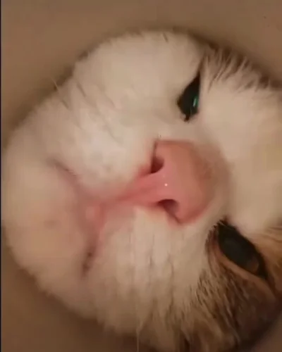 Rad-X - POV Wizyty u ginekologa
#heheszki #koty #rozowepaski