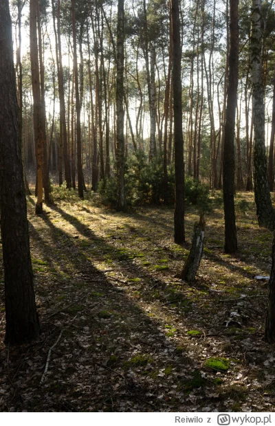 Reiwilo - #tworczoscwlasna #fotografia popełniłem zdjęcie będąc na spacerku (⌐ ͡■ ͜ʖ ...