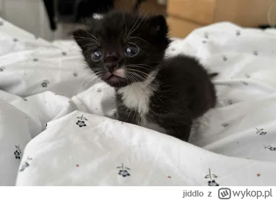 jiddlo - #hecat dzień dobry, z nami wszystko okej! Przynajmniej na razie. Weterynarz ...