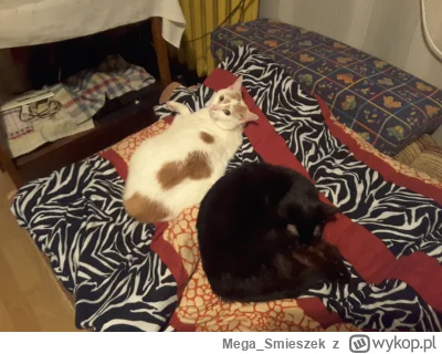 Mega_Smieszek - [BARDZO] kocham kotki ᶘᵒᴥᵒᶅ