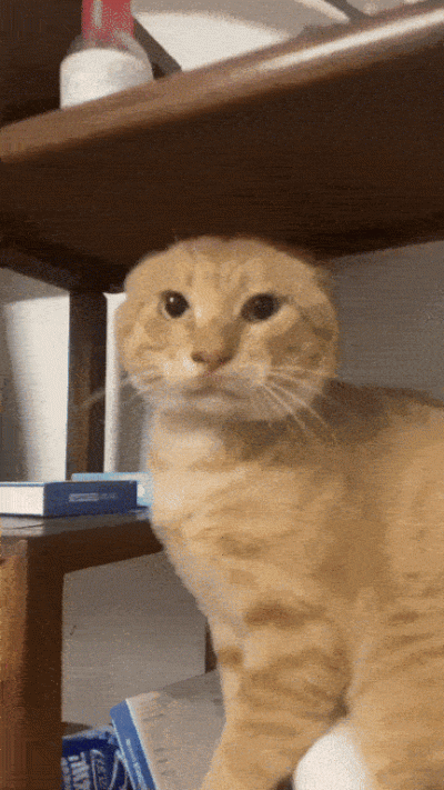 dywergent - jakas mysz chyba sie zalegla i mnie wybudza ostatnio w nocy