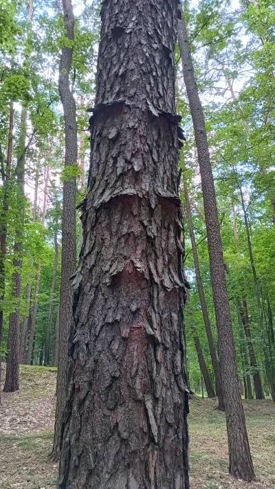 vieniasn - bardzo dziwnie się zrobiła kora dla ich