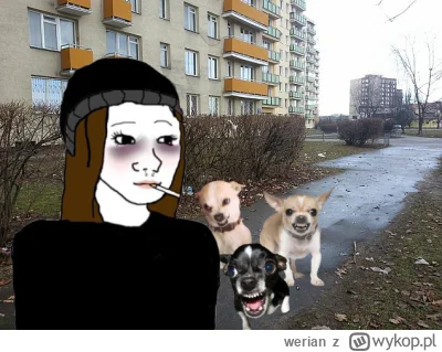 werian - Chihuahuy miniaturki. JAK JA ICH KURRRWA NIE SZANUJĘ! Najgorsze złodupce wśr...