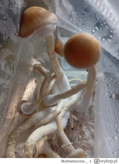 Multiwitamina-_ - Takie na spacerze dziś znalazłem 
ʕ•ᴥ•ʔ
#grzyby 
#jesien