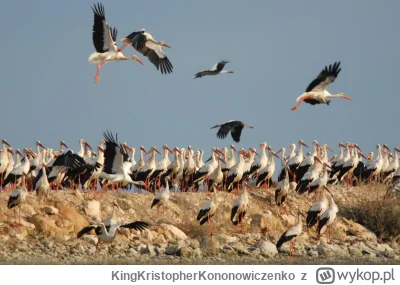 KingKristopherKononowiczenko - mlm-iarze kiedy trzeba odnowić pakiet i jechać na even...