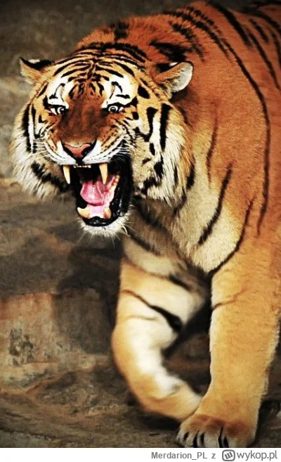 Merdarion_PL - 36 bramka w sezonie, kosztowała KGHM przelew 100 tys. i to dwukrotnie ...