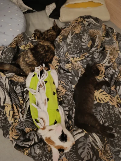 T.....d - @straszny_cham xd