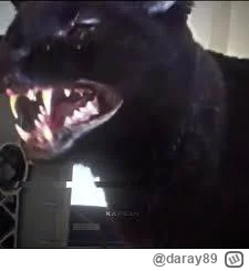 daray89 - #codziennykotopetany #dziwnekotki