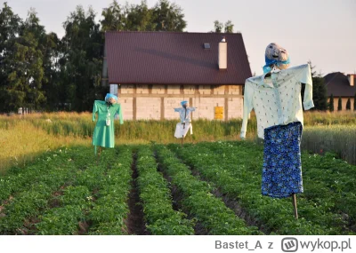 Bastet_A - Bardzo przerażające strachy na wróble.
#fotografia #mojezdjecie #tworczosc...