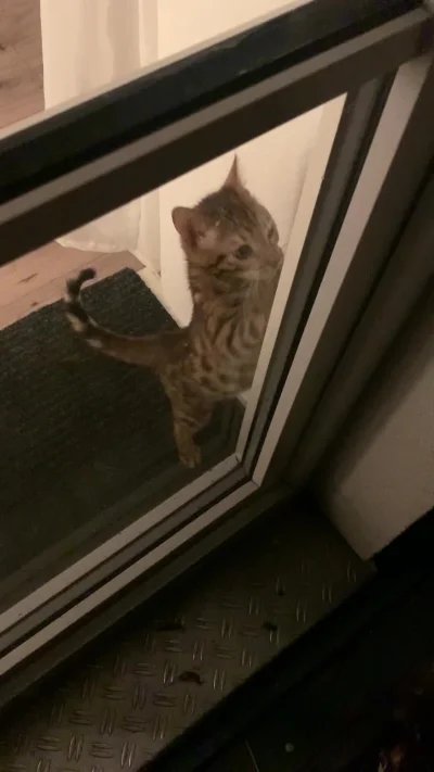 Lujdziarski - #pokazkota #dziarskikacperek Kacperek sie robi za madry