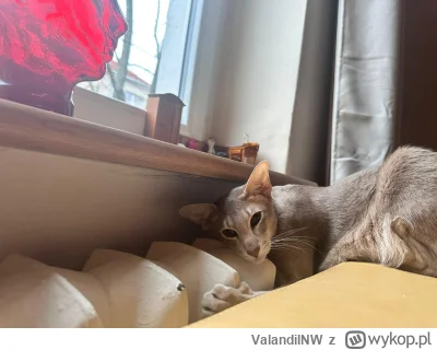 ValandilNW - Miłość nie jedno ma imię ;)