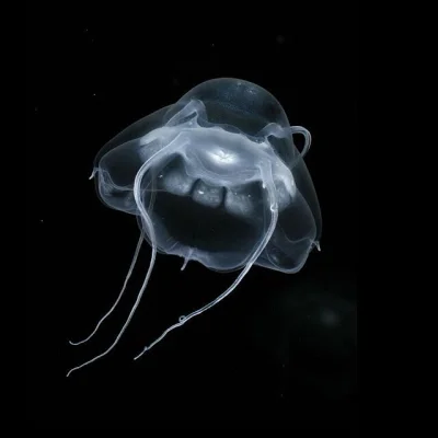 Loskamilos1 - Bathykorus bouilloni to gatunek meduzy odkrytej dość niedawno, dokładni...