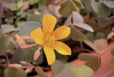asdfghjkl - Kfiotek. Konkretnie mówiąc szczawik bermudzki #pokazkfiot