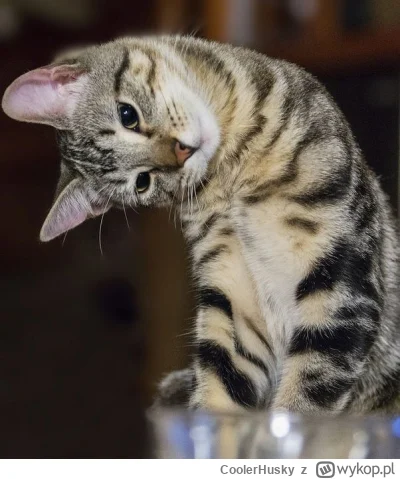 CoolerHusky - @John_Clin: nie wytrzymie znów obróciło