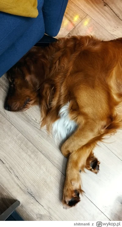 shitman6 - Uwielbia spać z tak podwiniętymi łapami :) 
#pies #pokazpsa