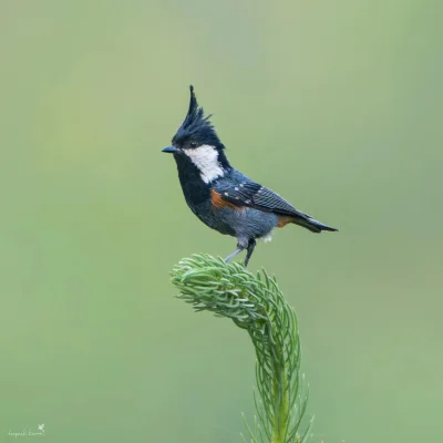 Lifelike - Sosnówka rdzawoboczna (Periparus ater melanolophus)
Autor
#photoexplorer #...