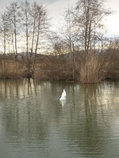 iwaify - Wiecie co to jest?