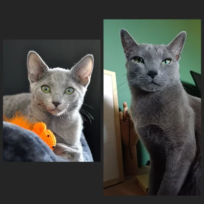 puddin - @PINKROSE: Mały i duży #ambrozypankot (ʘ‿ʘ) nie pamiętam jaką miał sierść za...