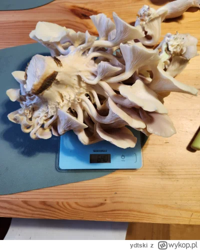 ydtski - Oczywiście. Kupuję na allegro grzybnię w kartonie a potem sobie hoduje hehe