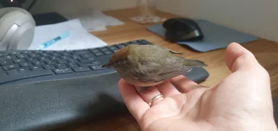 Fazir - @vulcanitu: no elo