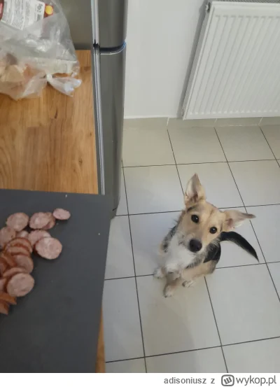 adisoniusz - I oczywiscie pomocnica musi być
#gotujzwykopem #pokazpsa