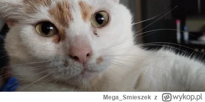 Mega_Smieszek - Kotka typu mordkowego ᶘᵒᴥᵒᶅ

#koty #pokazkota