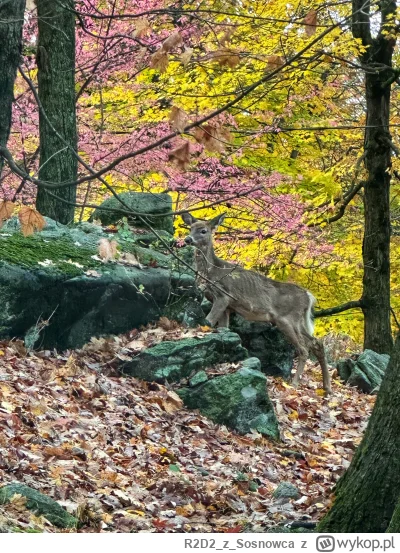 R2D2zSosnowca - @R2D2zSosnowca ᶘᵒᴥᵒᶅ