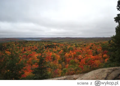 sciana - @R2D2zSosnowca: zobacz, jak wygląda jesień w Kanadzie, jak byłem to mi szczę...
