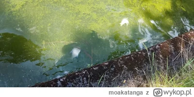 moakatanga - Fajny ten zalew, taki nie za zdrowy xD
#lublin