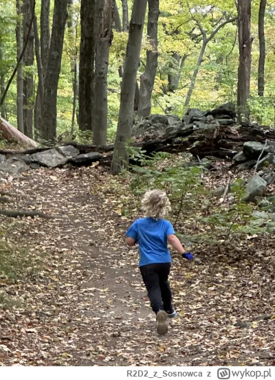 R2D2zSosnowca - Zaczęło się! #jesien #r2d2zwiedza #natura #usa