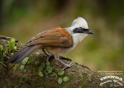 Lifelike - Sójkowiec białoczuby (Garrulax leucolophus)
Autor
#photoexplorer #fotograf...