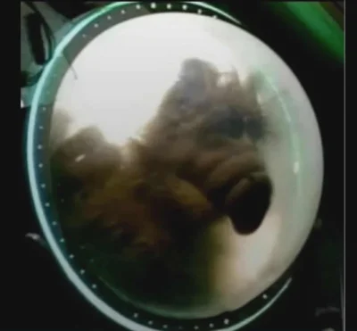 laminia - NASA zamieściła najnowsze zdjęcia Komety 3IATLAS 

Chować koty Ziemianie!