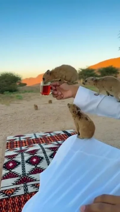 cheeseandonion - #marshaltown