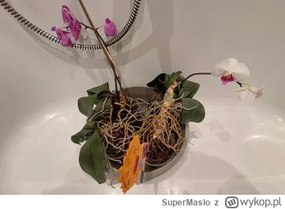 SuperMaslo - Kwiatki doniczkowe i ogrodnictwo to moja pasja ( ͡º ͜ʖ͡º)

#ogrodnictwo ...