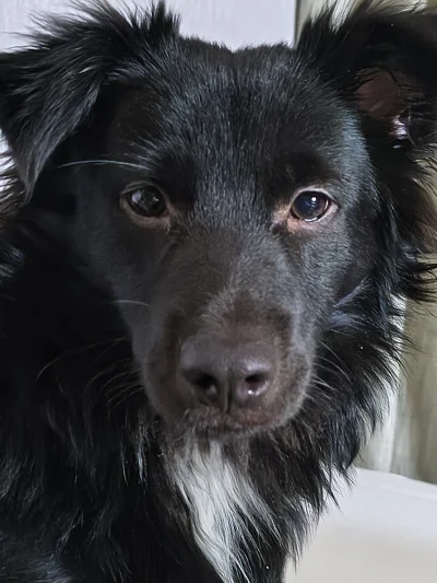 panDario - #psy #psiarze  #pokazpsa 

Rocky (niecałe 9 miesięcy)

Kradziej niemożliwy...