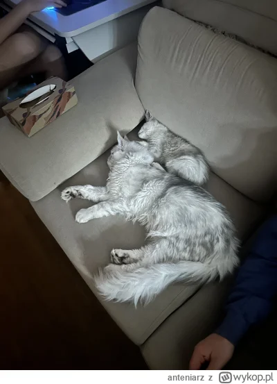 anteniarz - @anteniarz za to mam takie. Samiec 6 m-cy i samiec 2 m-ce.