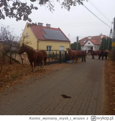 Kantorwymianymysliiwrazen - I tak się żyje na tej wsi. Pociąg.( ͡° ͜ʖ ͡°)
#konie #wie...