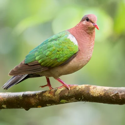 Lifelike - Miedzianka brązowogłowa (Chalcophaps longirostris)
Autor
#photoexplorer #f...