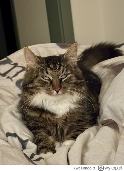 kwasitkoo - #mrkitek #pokazkota #kot #koty #kitku
